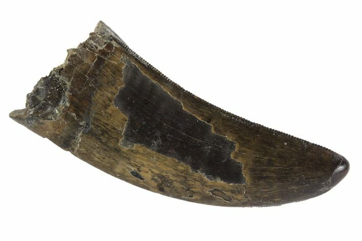 Serrated, Tyrannosaur Tooth - Judith River Formation, Montana #93124